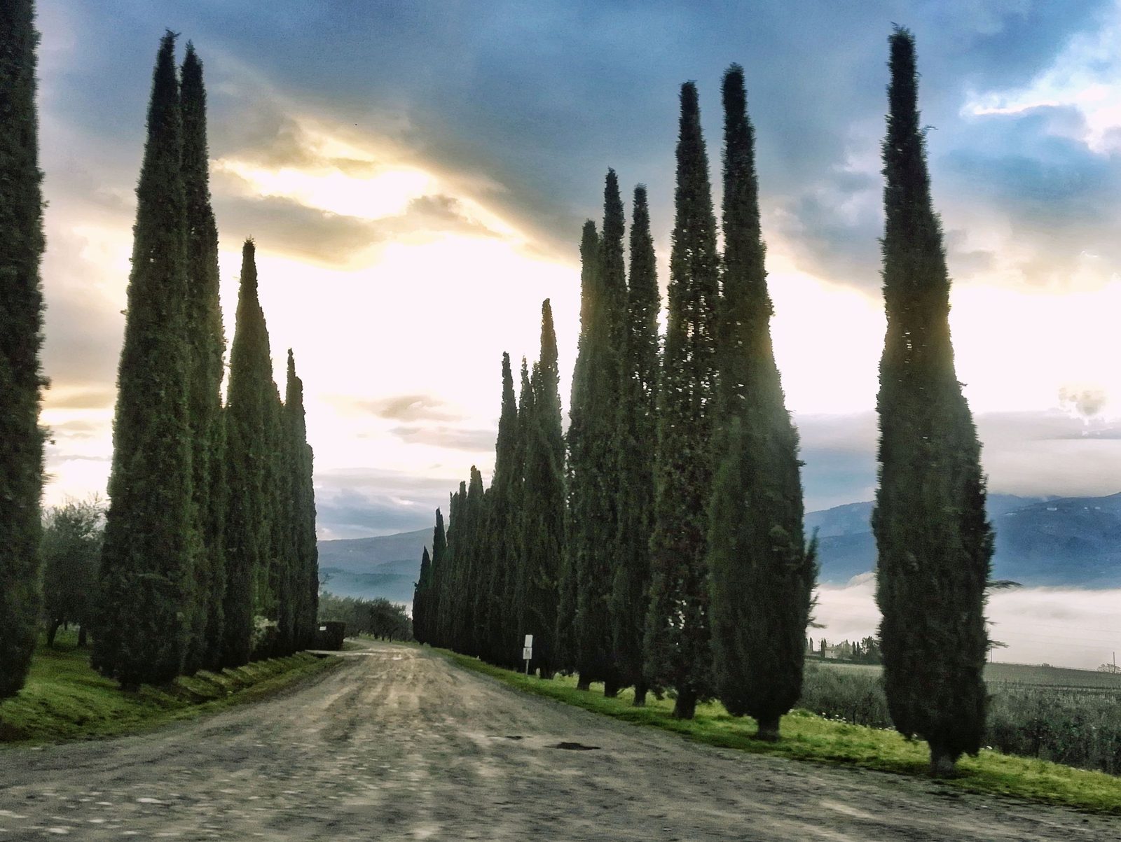 A dirt road between rows of cypress trees in Tuscany.