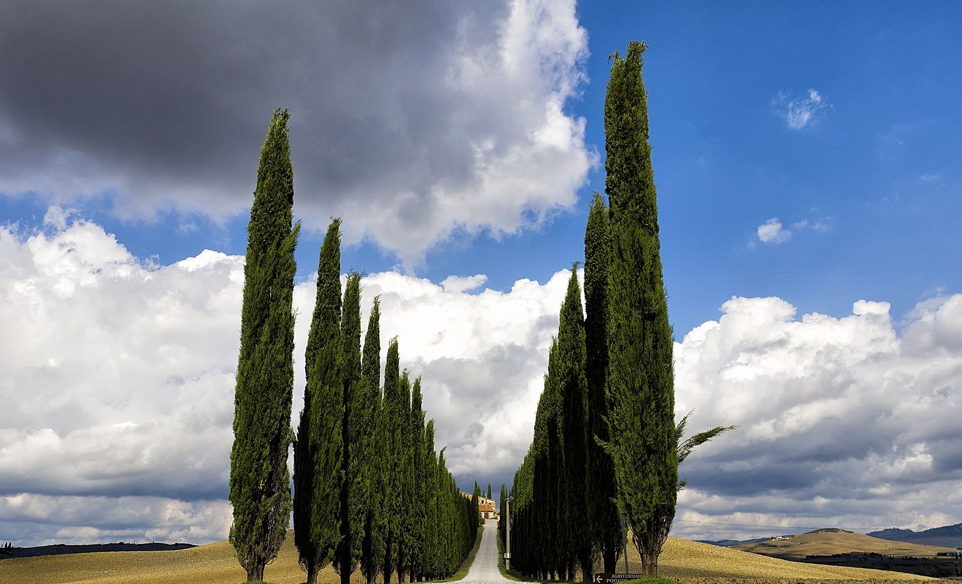 A road lined with Italian cypresses leading to a farmhouse in the Val d’Orcia, Tuscany.