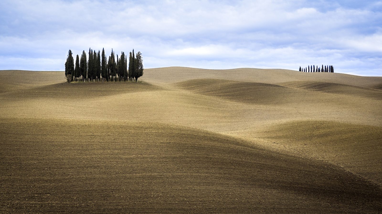 Cypress trees standing on the hills of the Val d’Orcia.